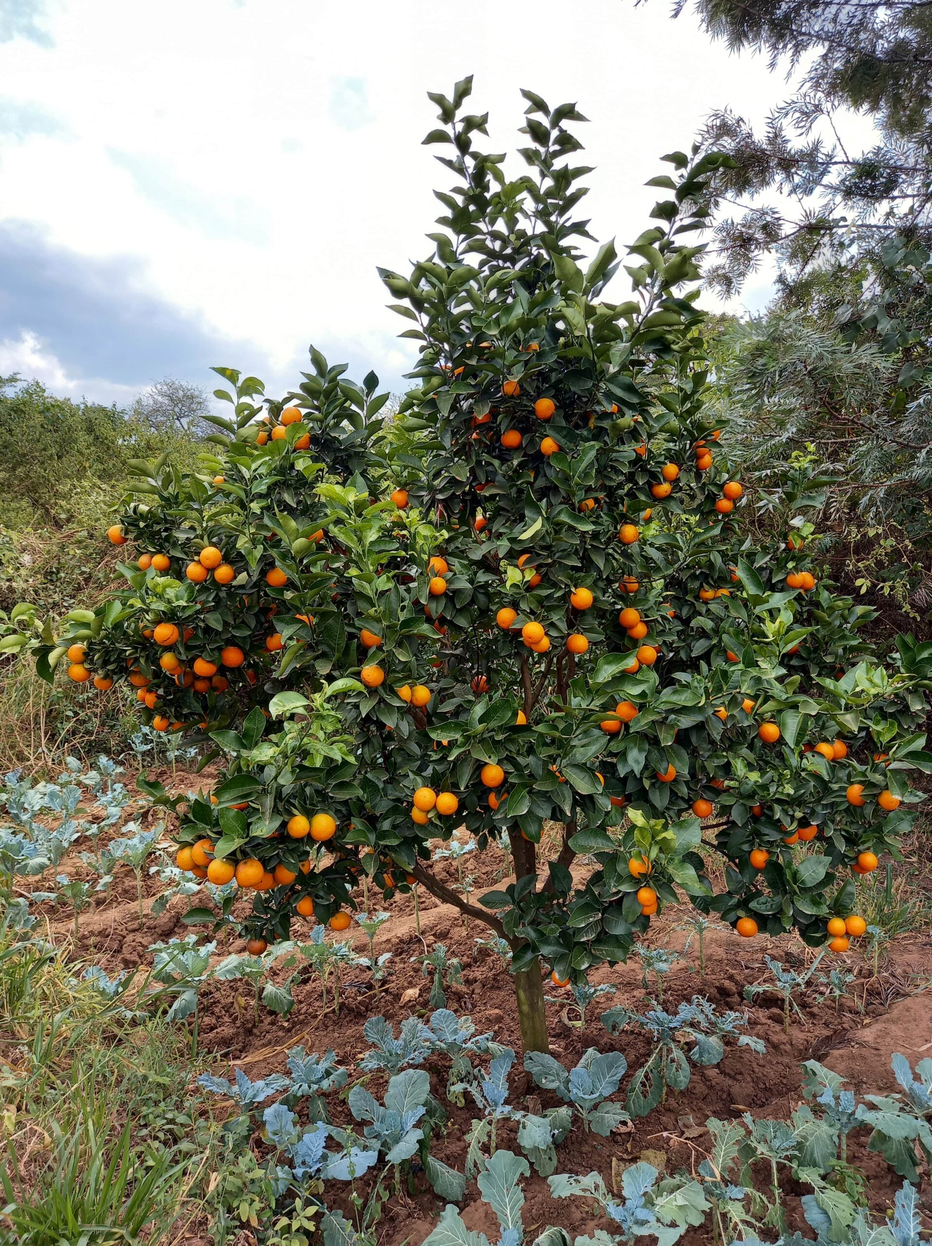 PIXIE TANGERINE FARMING IN KENYA – Stawi Seeds Ltd